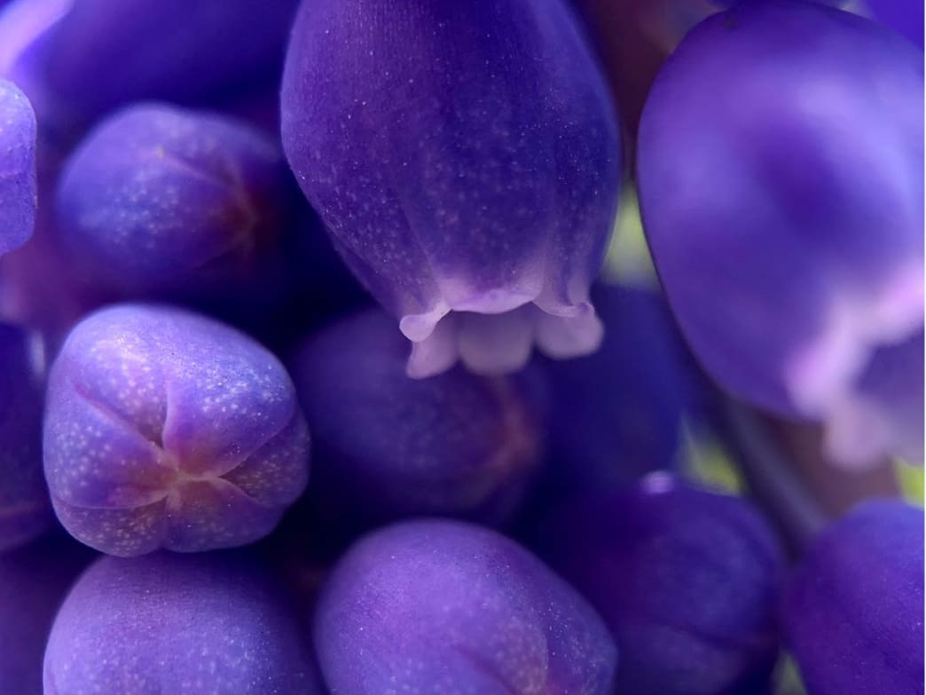 Add a macro lens to your phone for hours of cheap entertainment.